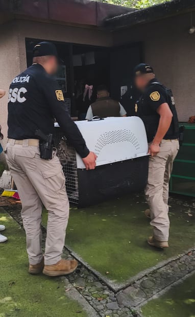 Cachorra de tigre de bengala blanco fue entregada en custodia temporal a la Unidad de Brigada Animal. Foto: Especial