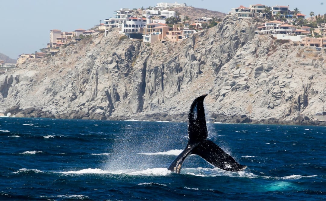 Every year, California gray whales migrate from the cold Bering Sea near Alaska to the warm Pacific waters off the coast of Mexico - File photo/EL UNIVERSAL