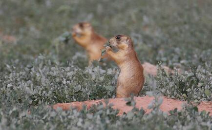 Suman cuatro muertos por peste en EU este año