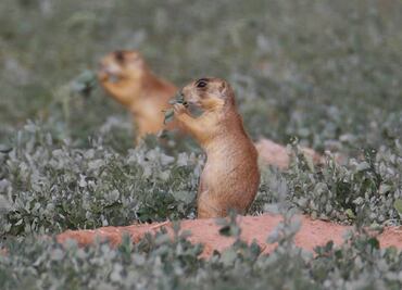 Suman cuatro muertos por peste en EU este año