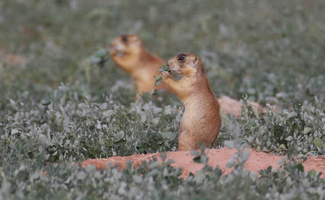 Funcionarios de salud del estado mencionaron que el hombre fallecido probablemente contrajo la enfermedad por contacto con un perrito de las praderas infectado. (Foto: AP / Rick Bowmer)