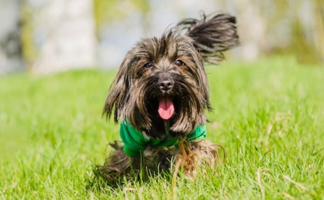 Los 5 gestos que muestran la felicidad de tu perro. Fuente: Freepik.