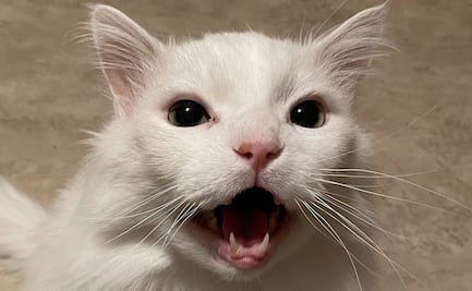 Muere Thurston Waffles, el gatito que se volvió meme por su peculiar aullido