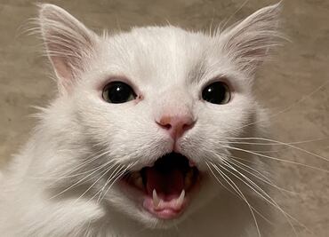 Muere Thurston Waffles, el gatito que se volvió meme por su peculiar aullido