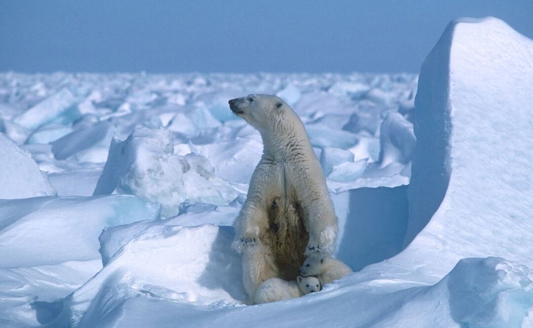 Un oso polar con sus cachorros en el hielo marino, al noreste de Prudhoe Bay en Alaska en 1985. Foto: AFP