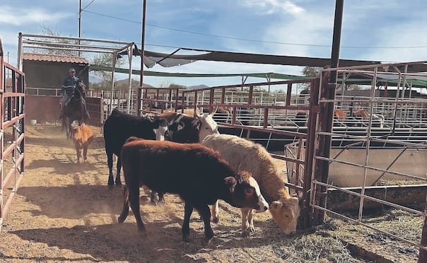 Para el 12 de julio, la cifra de casos de gusano barrenador ya era de 39, de los cuales 38 son en Texas. Foto: Cortesía Brava