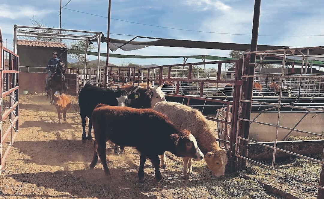 Para el 12 de julio, la cifra de casos de gusano barrenador ya era de 39, de los cuales 38 son en Texas. Foto: Cortesía Brava