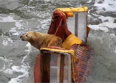 Bomberos rescatan a un perro flotando en un sillón en Naucalpan