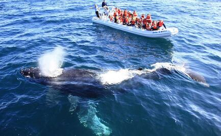 Acuerdan incrementar operativos de vigilancia en costas de Mazatlán por avistamiento de ballenas