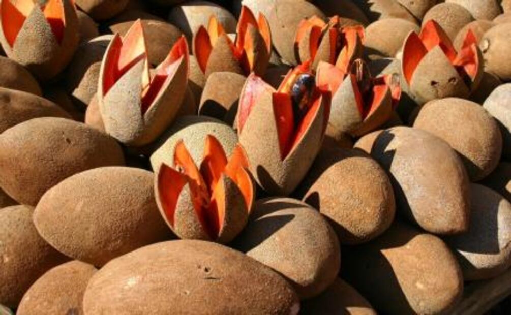 ¿Cómo elegir frutas y verduras adecuadamente?