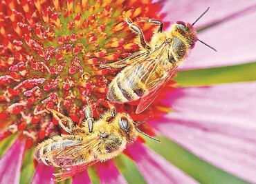 Advierten sobre extinción de especies de abejas en México