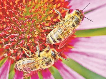 Advierten sobre extinción de especies de abejas en México