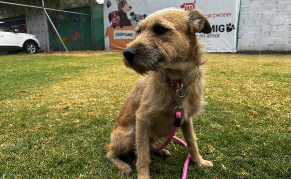Esta dinámica del CTC del Metro busca promover la adopción responsable y el bienestar animal. Foto: X @MetroCDMX