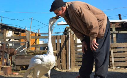 Hombre salva a cisne en Turquía y se vuelven amigos; llevan 37 años juntos