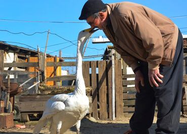 Hombre salva a cisne en Turquía y se vuelven amigos; llevan 37 años juntos