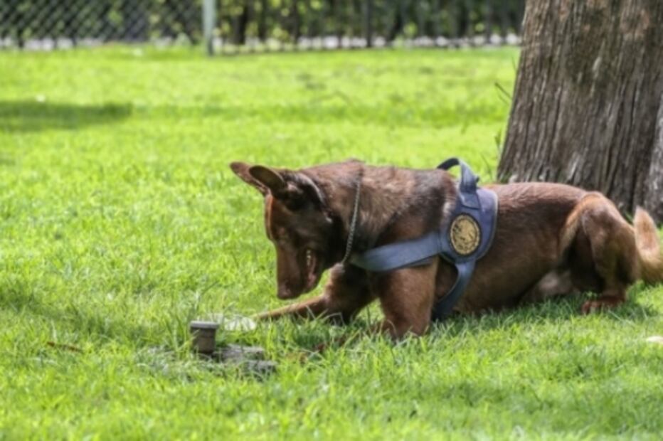 Thor, the cutest bomb dog in Mexico’s Lower Chamber