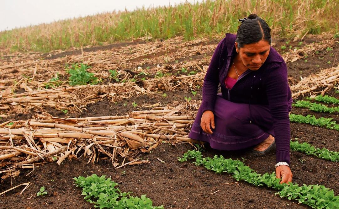 La brecha salarial entre hombres y mujeres alcanza 34.8%, lo que dificulta la autonomía económica femenina. Foto: Archivo | El Universal (26/12/2024)