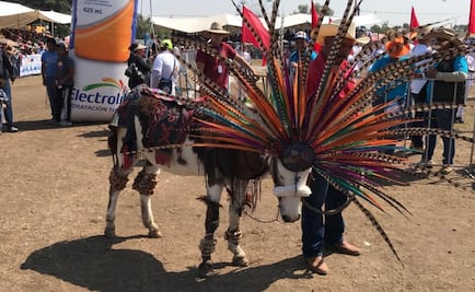 Con carreras y concurso de disfraces celebran Feria Nacional del Burro en Edomex