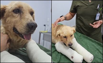 Vinculan a proceso a agresor del perrito “Huesitos” en Puebla; ya se encuentra mucho más estable, asegura veterinario 