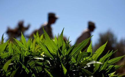 Halla Texas el mayor cultivo de mariguana en su historia