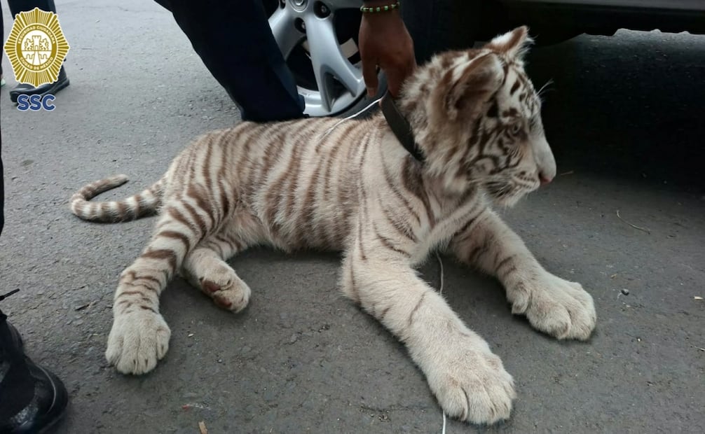 Detienen en Central de Abastos de la CDMX a hombre que transportaba una cría de tigre blanco. Foto: Especial