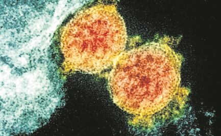 Un nanoanticuerpo contra el coronavirus, ¿en llamas y camellos?