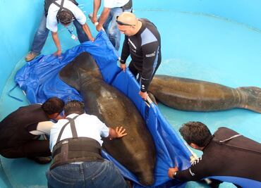 Alga tóxica, posible causa de muerte de manatíes: Semarnat