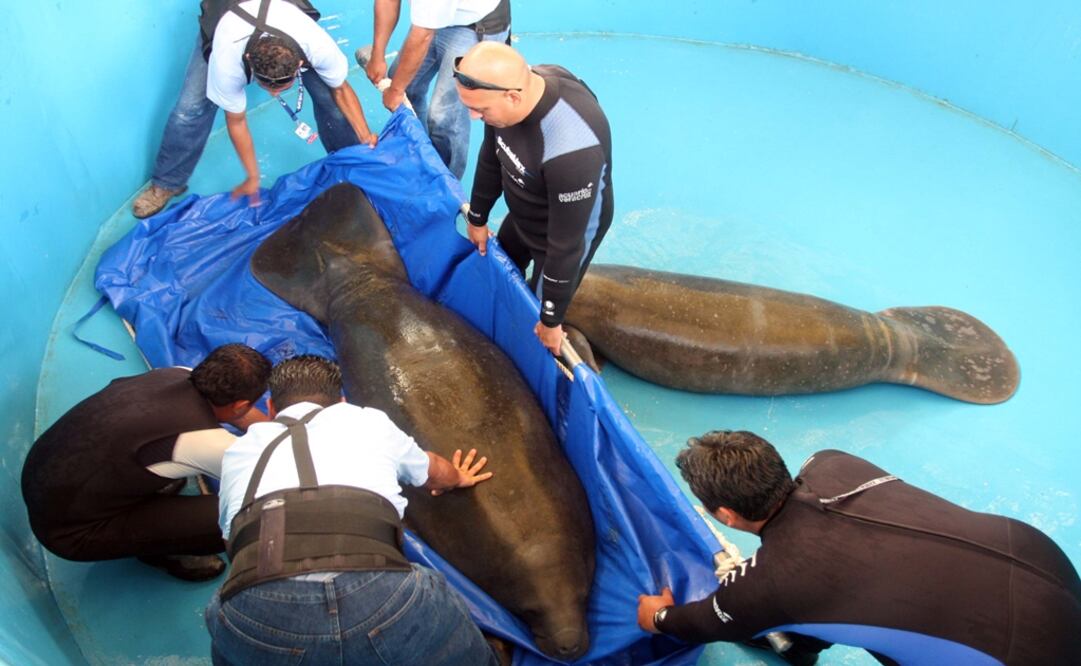 Siguen investigaciones por la muerte de manatíes. Foto: Archivo/ El Universal