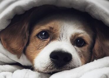 El lugar ideal para que tu perro no pase frío; descubre qué recomiendan los expertos