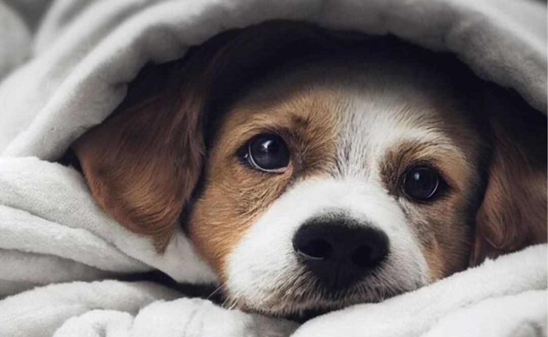 Es importante tomar medidas para proteger a su mascota del frío. Foto: Freepik
