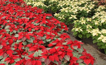 National Poinsettia Germplasm Bank to be developed