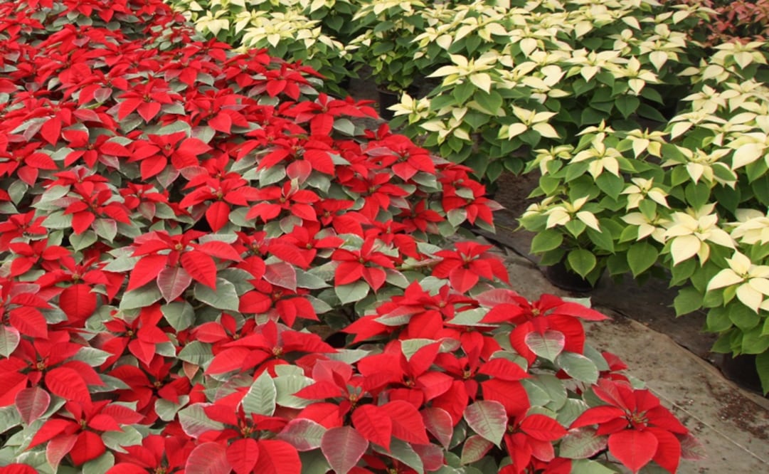 Poinsettia has more than 400 varieties - Photo: Jorge Alvarado/EL UNIVERSAL