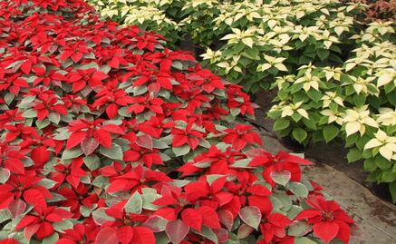 National Poinsettia Germplasm Bank to be developed