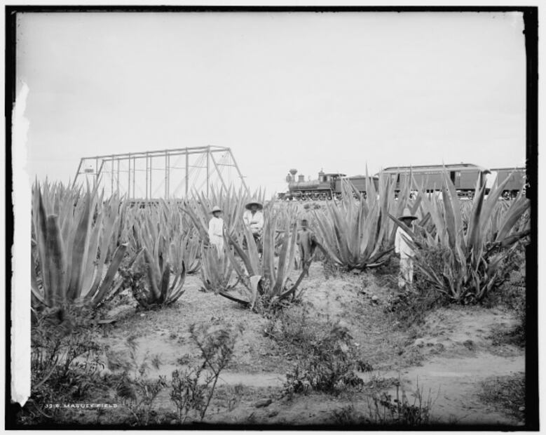 La planta de los paisajes mexicanos