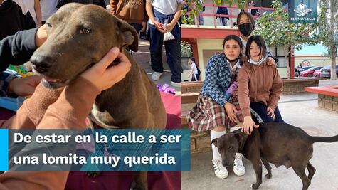 Alumnos de secundaria rescatan a perrita  y le organizan "baby shower" 