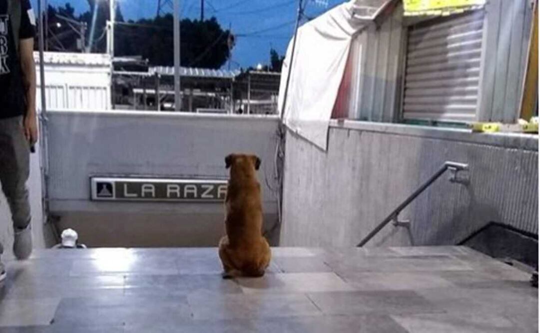 En la foto que circula en internet se puede observar a un perrito sentado en uno de los accesos a la estación La Raza del Metro. Foto: tomada de Instagram cronicas_chilangas_cdmx 