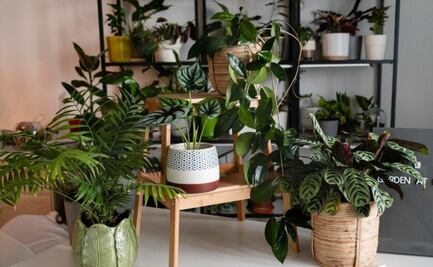 Aprende a preparar la barata infusión para fertilizar la tierra de tus plantas