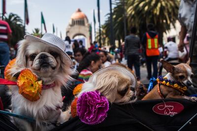 Celebran primer festival hindú para perros en la CDMX