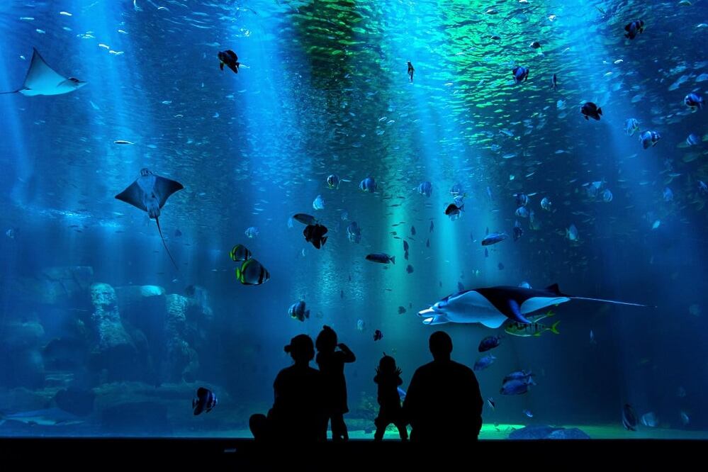 El nuevo acuario tendrá espacios para grandes de tanques. Foto: Unsplash