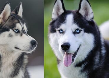 Así es el carácter de los perros de raza husky, según adiestradora canina