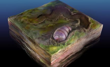 Un "gusano" sería el predecesor de la mayoría de los animales