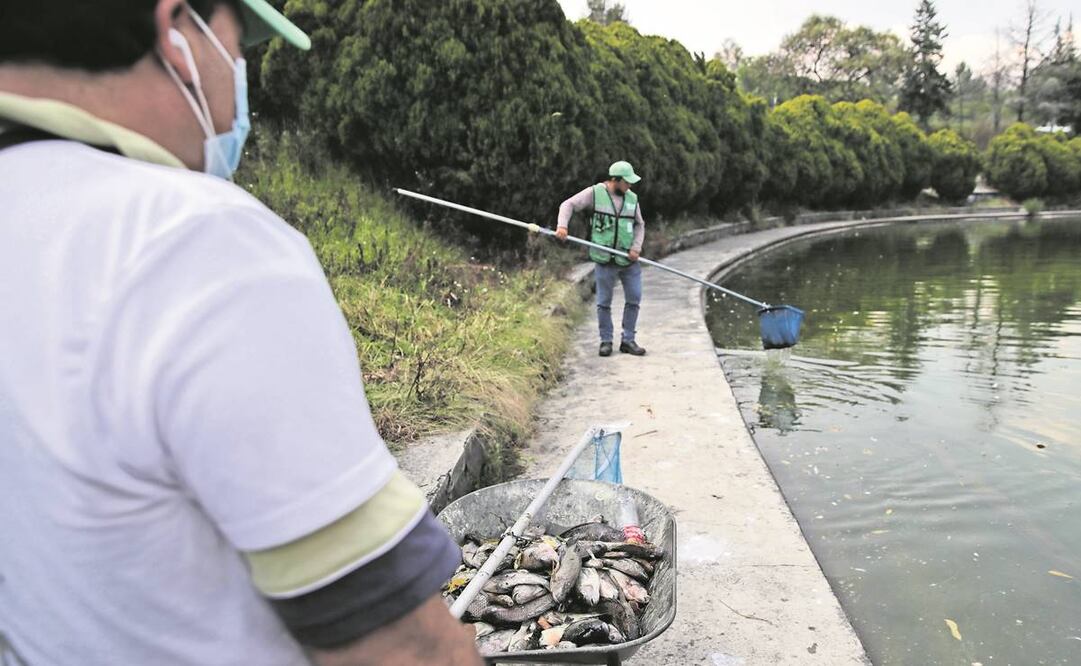 Las tilapias del lago de Chapultepec pudieron morir por una situación de falta de aire: experta. Foto: Archivo/ EL UNIVERSAL