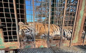 Operación Rastrillo en Zacatecas: liberan a mujer y bebé en campamento criminal; aseguran un tigre de bengala