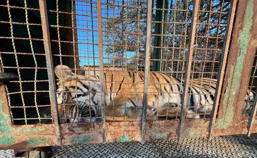 Liberan a mujer y bebé en campamento criminal en Zacatecas; aseguran un tigre de bengala.
Foto: Especial.