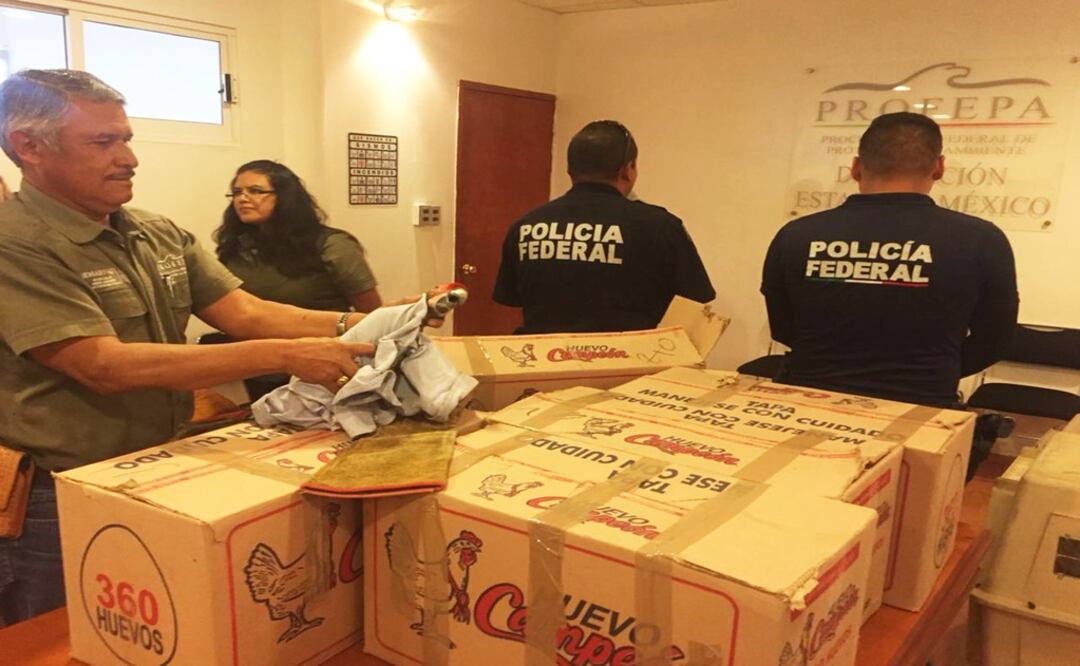 Las aves se encontraban en cajas de cartón selladas con cinta canela. Foto: @PROFEPA_Mx