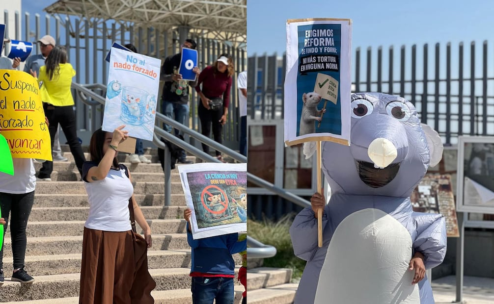 Exigen animalistas frenar pruebas en Universidad de Puebla; acusan crueldad contra roedores.
Foto: Especial.