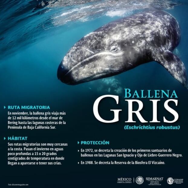 ¿Dónde disfrutar del avistamiento de ballenas grises en México?