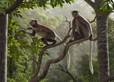 Fósiles de mono más antiguos fuera de África son excavados en China