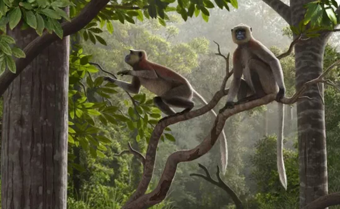 Foto: MAURICIO ANTÓN