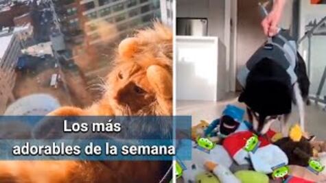 Los animalitos más adorables y divertidos de la semana